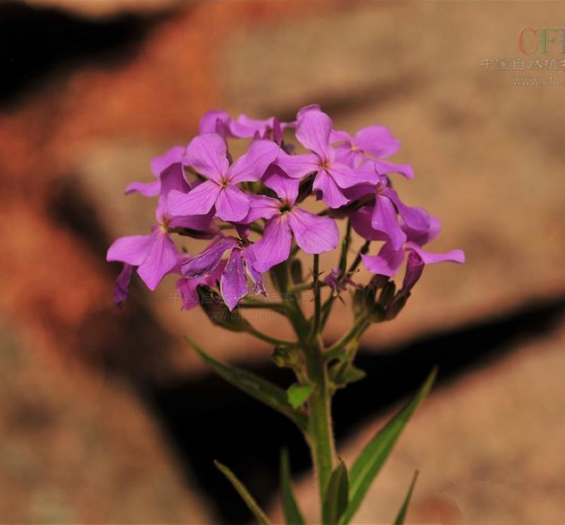 北香花芥