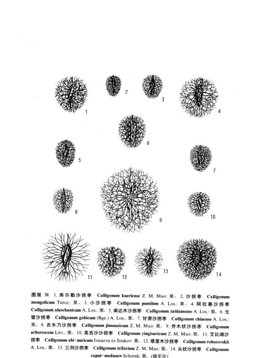 英吉沙沙拐棗