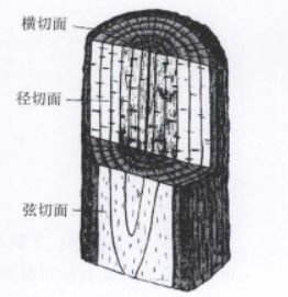 圖1 木材的三切面