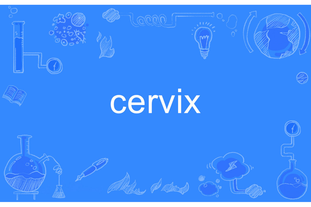 cervix