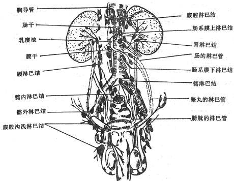 腹膜後腔液體滲病