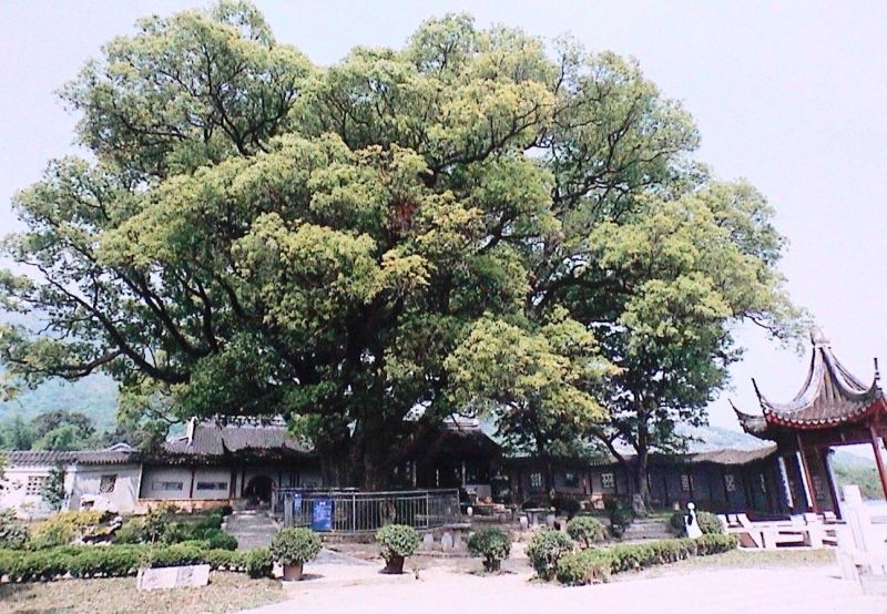 野生經濟植物資源