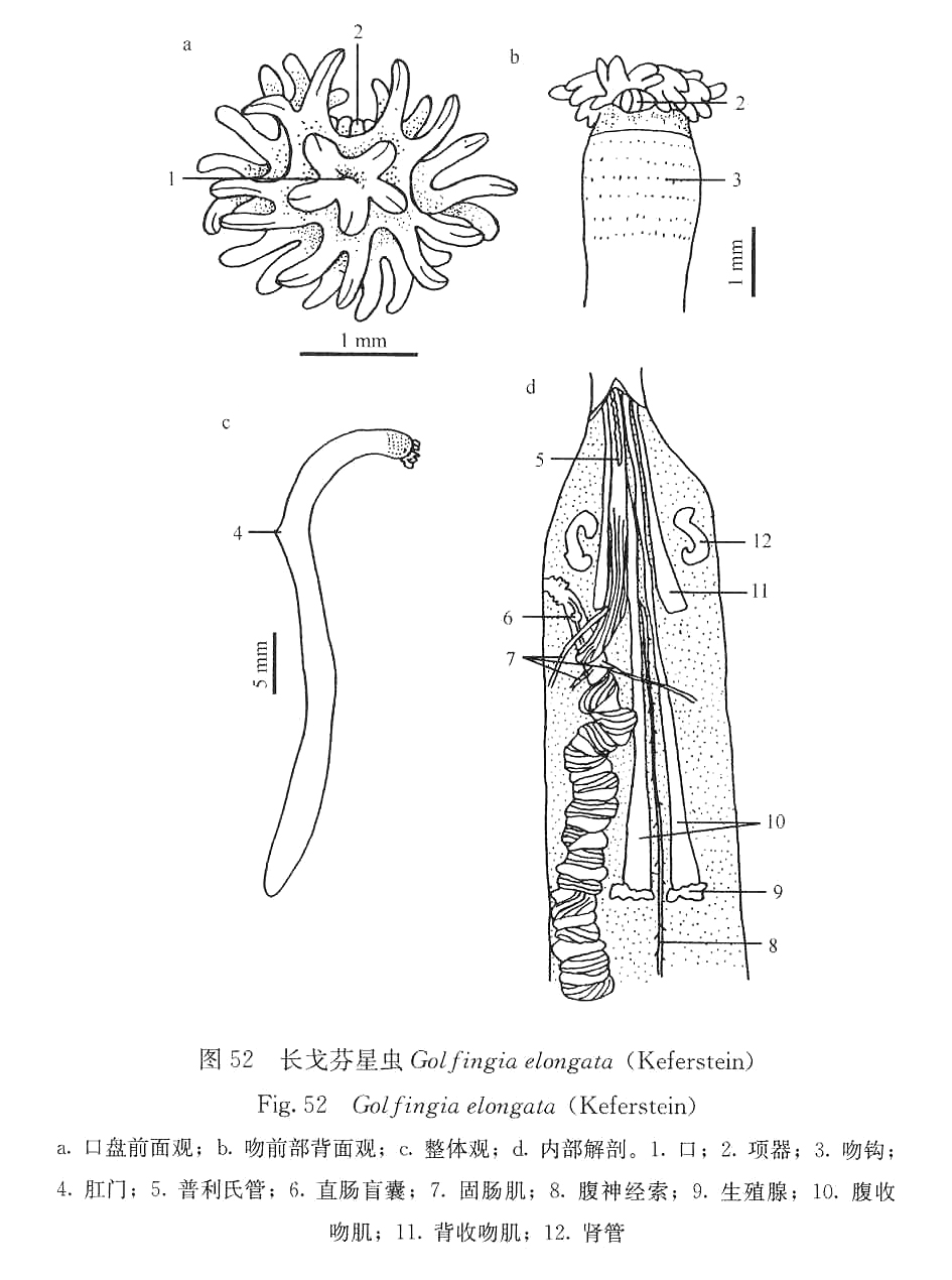 長戈芬星蟲