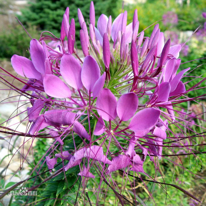 醉蝴蝶(花卉名)