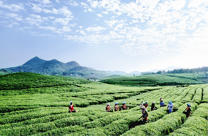 石阡苔茶(地理標誌產品)