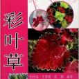 彩圖版養花說明書：彩葉草