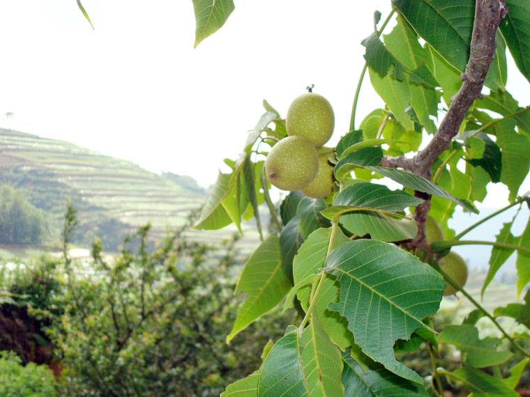 上來古地村