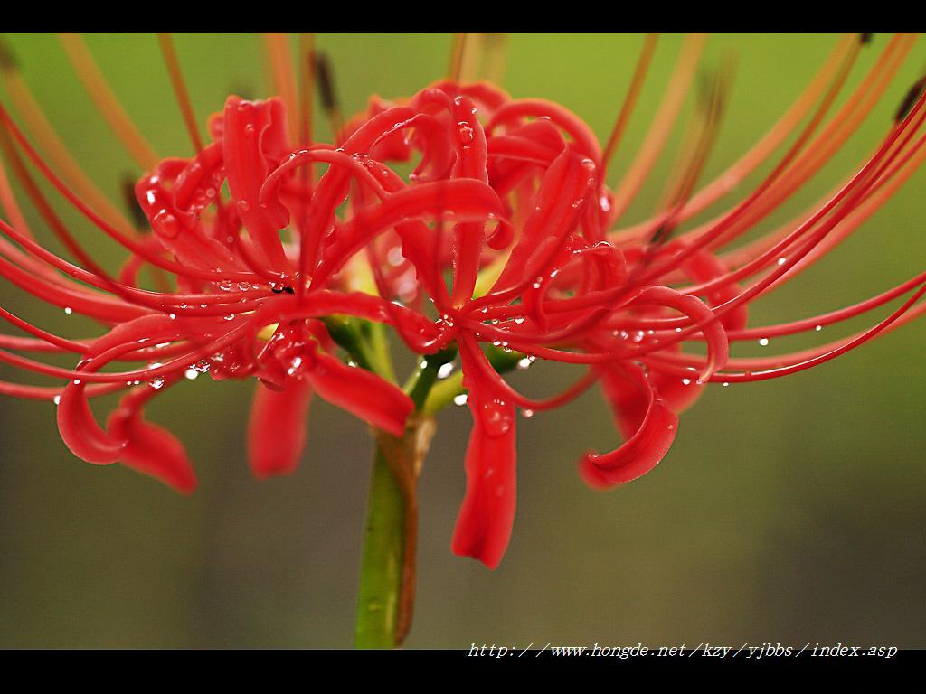 Red Spider Lily