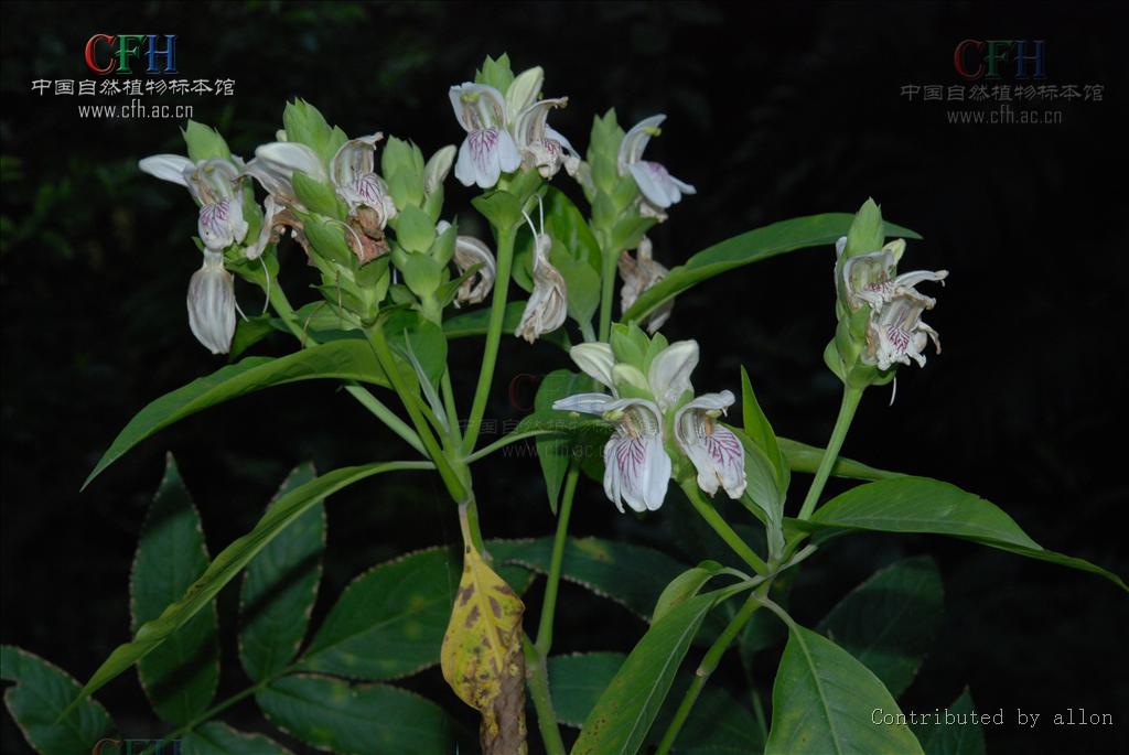 鴨嘴花屬