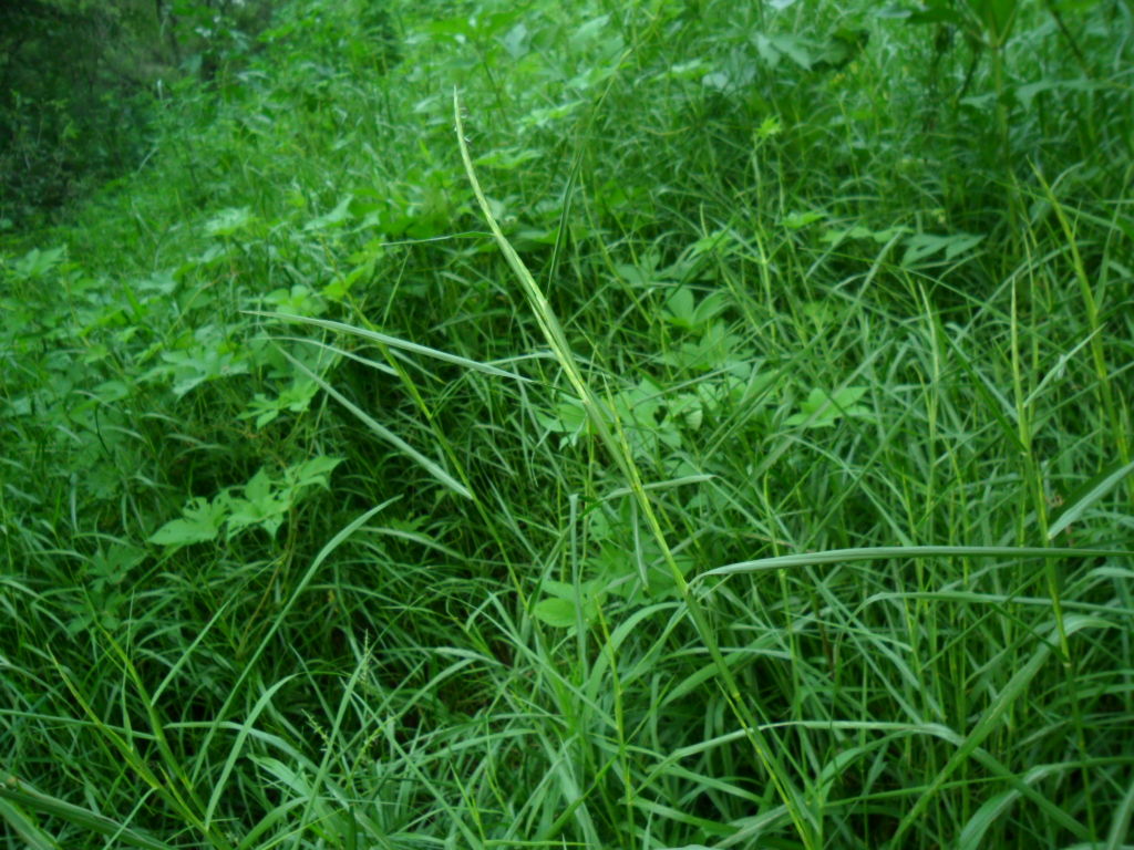 假牛鞭草屬