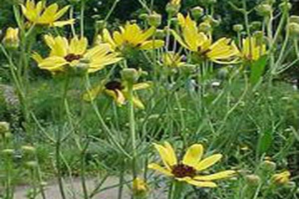 Coreopsis tripteris