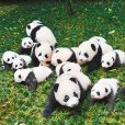 中國保護大熊貓研究中心雅安碧峰峽基地(碧峰峽基地)