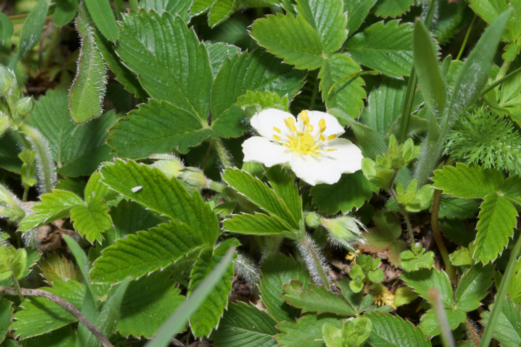 綠草莓(薔薇科草莓屬植物)