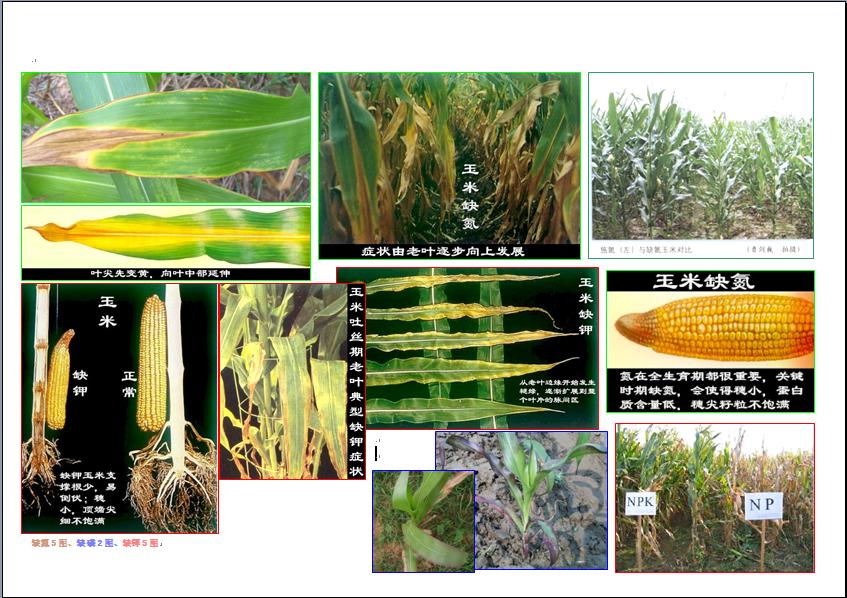 夏玉米缺少氮磷鉀的對比圖