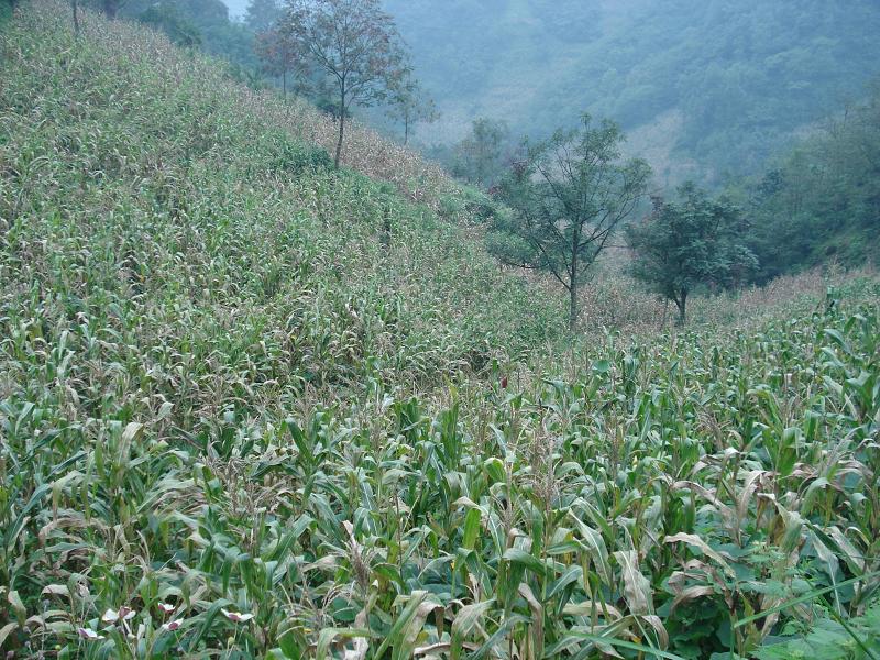 趙家坪自然村-玉米種植