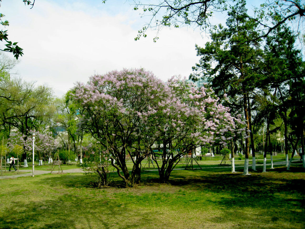 佳木斯西林公園