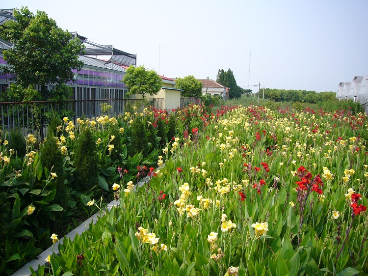 香花生態村