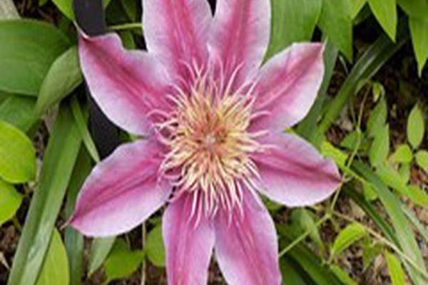 Clematis \x27Evijohill\x27 JOSEPHINE