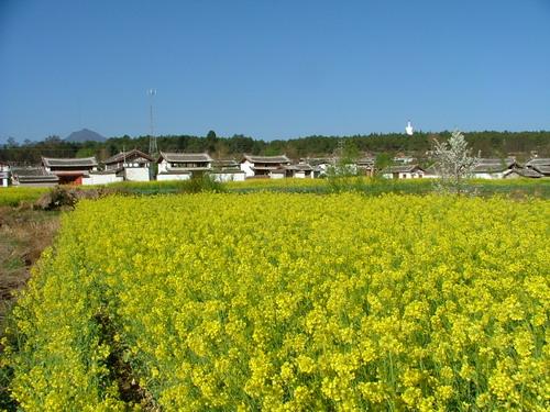 金山鄉