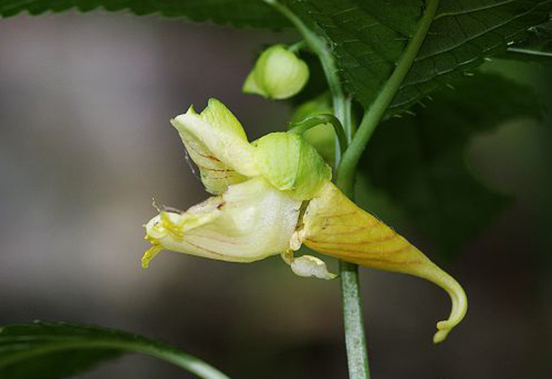 牯嶺鳳仙花