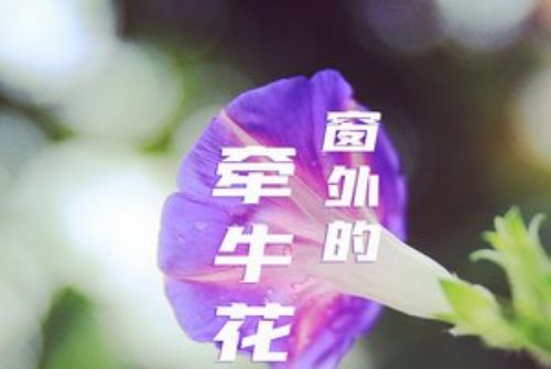 窗外的牽牛花