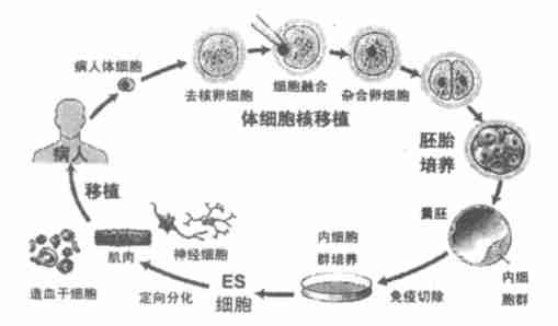 胚胎幹細胞(ESC細胞)