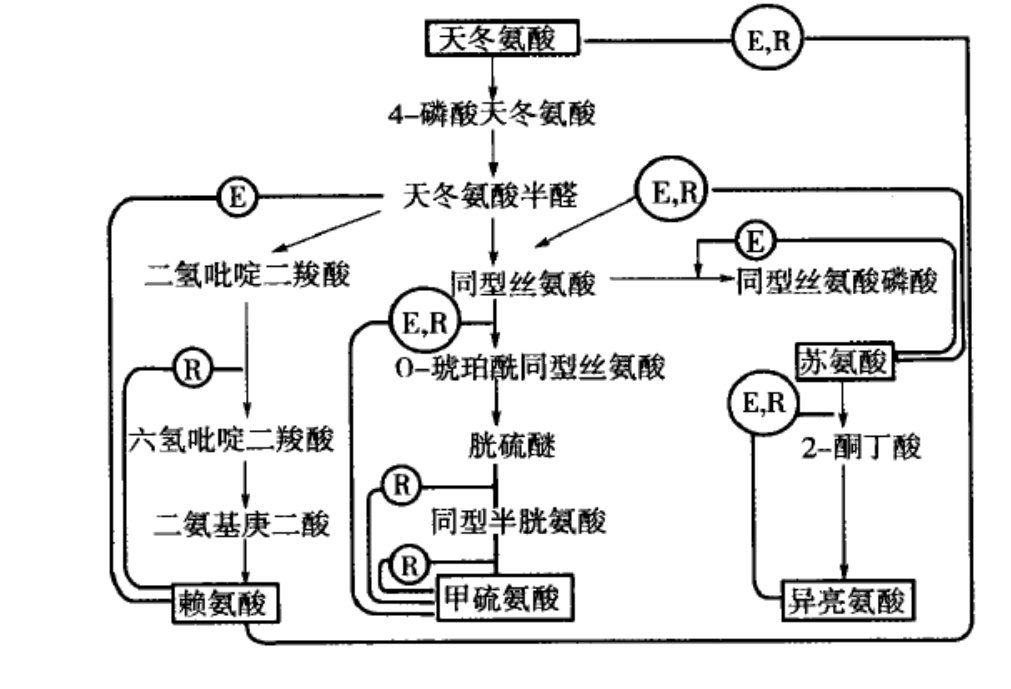 賴氨酸