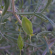 霸王(蒺藜科駝蹄瓣屬植物)