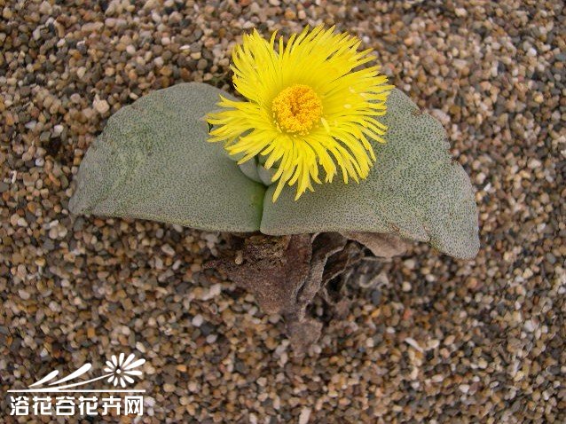 青鸞(番杏科對葉花屬植物)