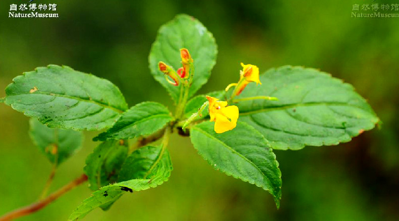 橫斷山鳳仙花