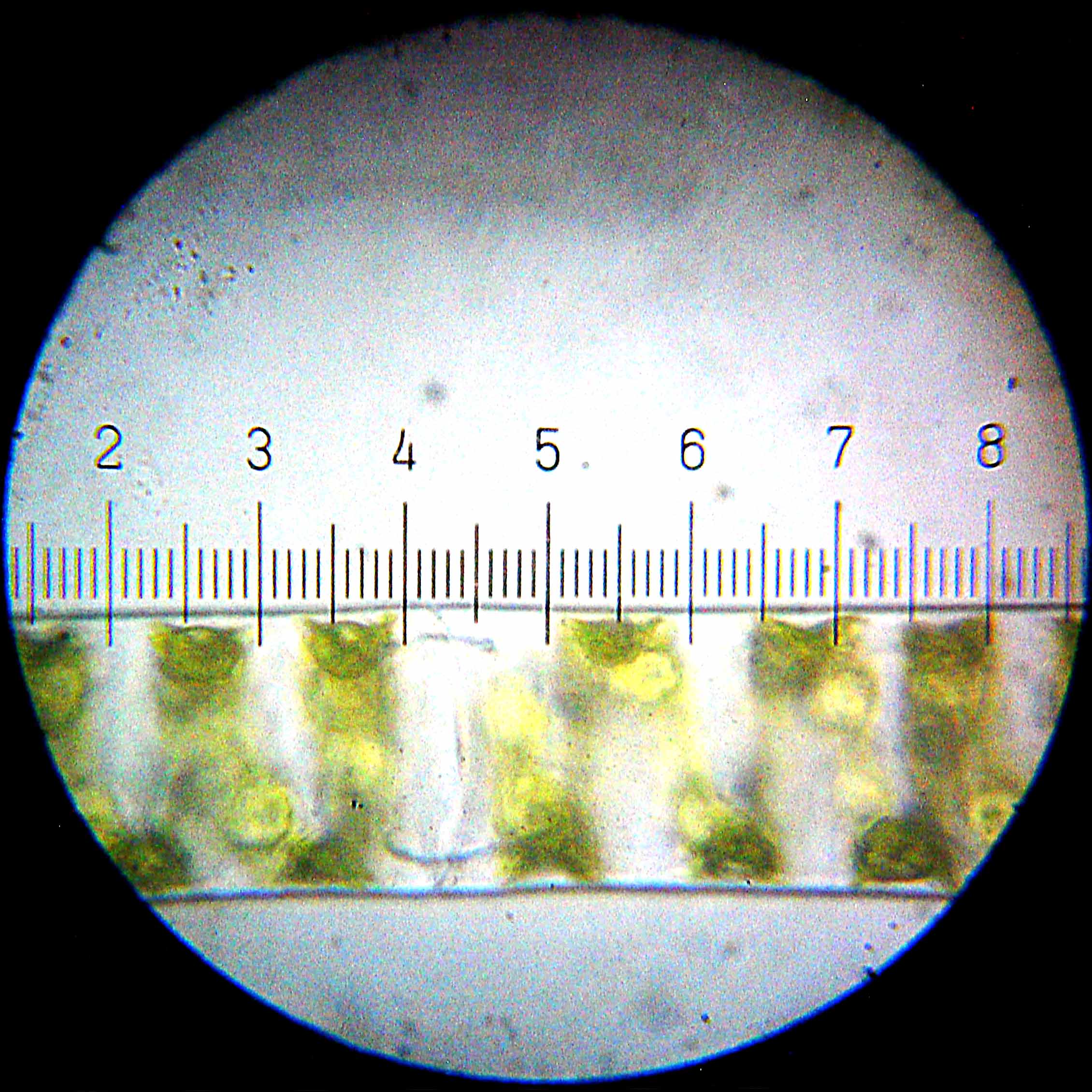 水綿，每大格=20 &amp;micro