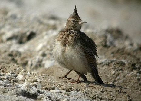 鳳頭百靈厄利垂亞亞種