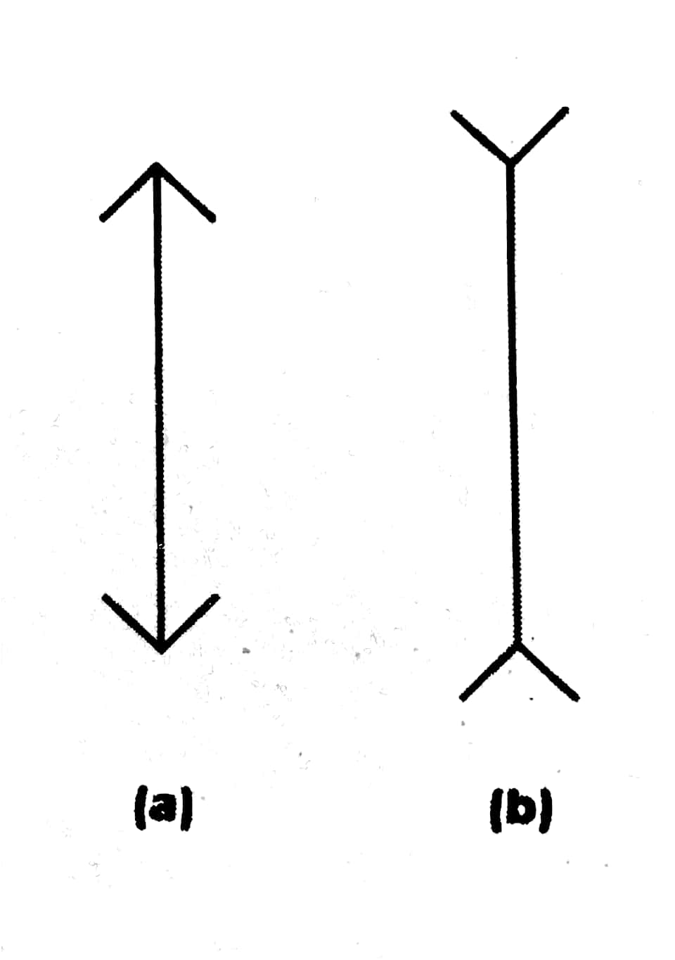 穆勒萊爾錯覺