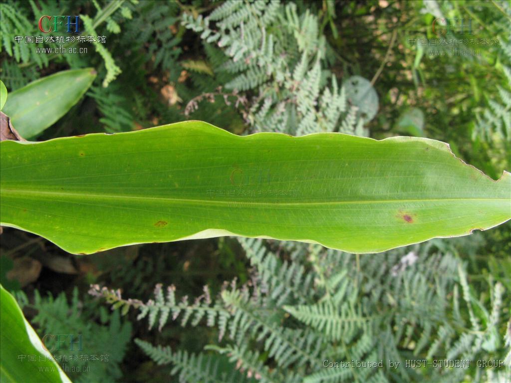 長花枝杜若