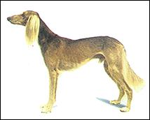 東非獵犬(圖2)