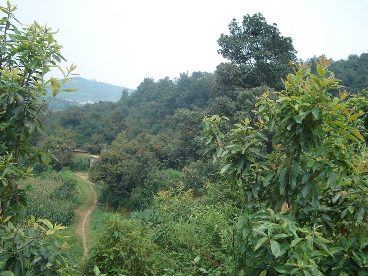 上牟溪沖村