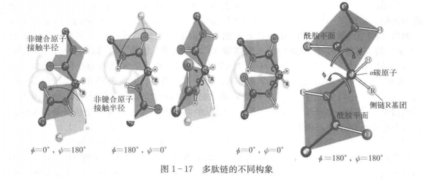 多肽鏈的不同構象