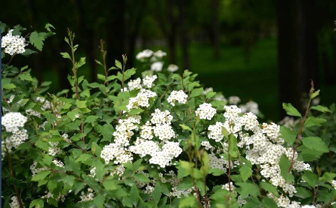 陝西繡線菊