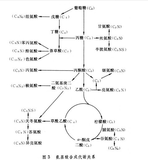 藥物生物合成定義