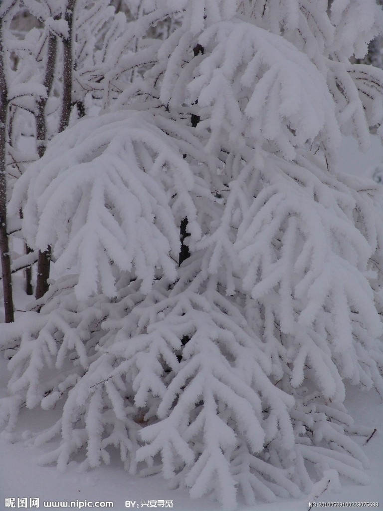 雪珊瑚