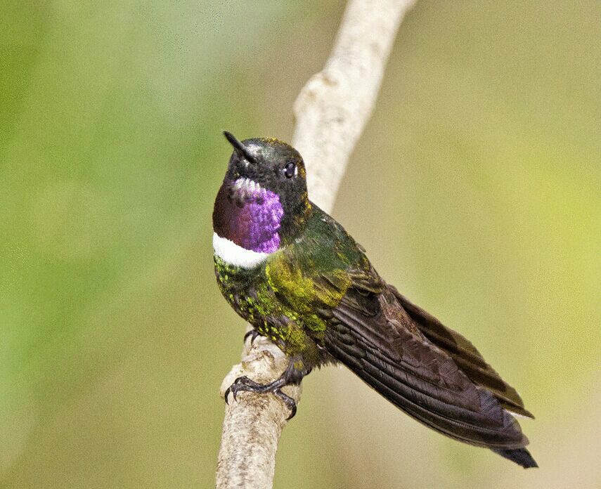 輝喉領蜂鳥