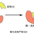 生物催化劑