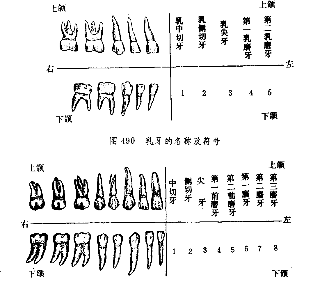 牙齒(脊椎動物高度鈣化組織)