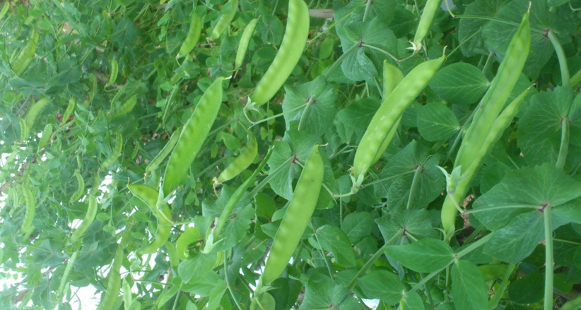 豌豆定豌6號