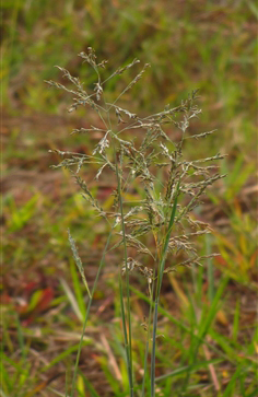 鼠婦草