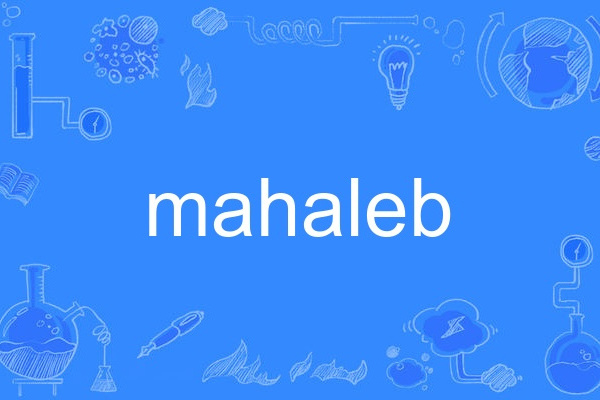 mahaleb