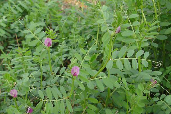 野豌豆鏽病