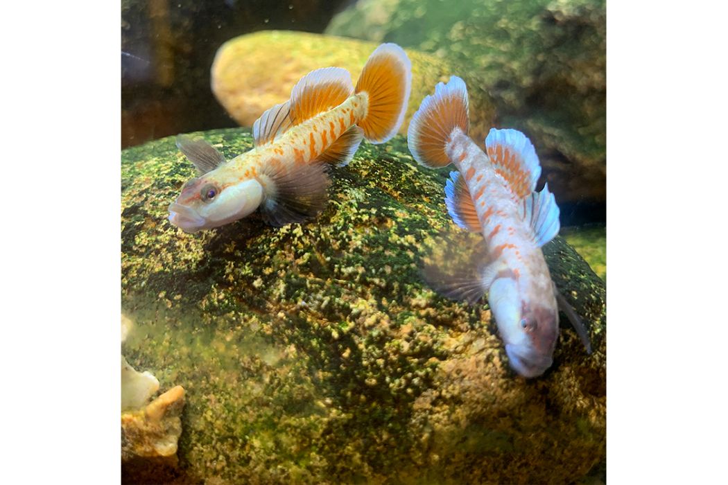 短吻紅斑吻蝦虎魚