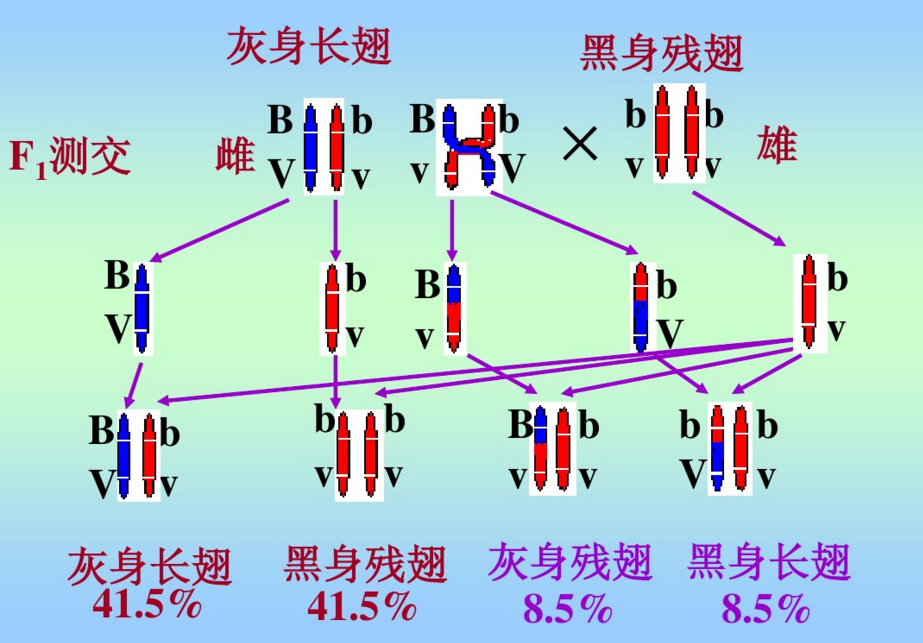 遺傳基因優先組合百分比