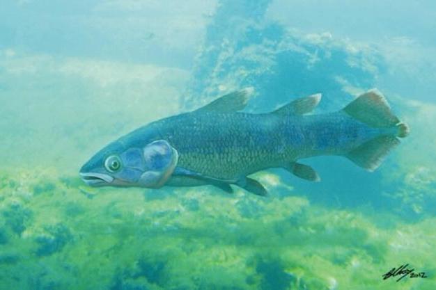 雲南孔骨魚